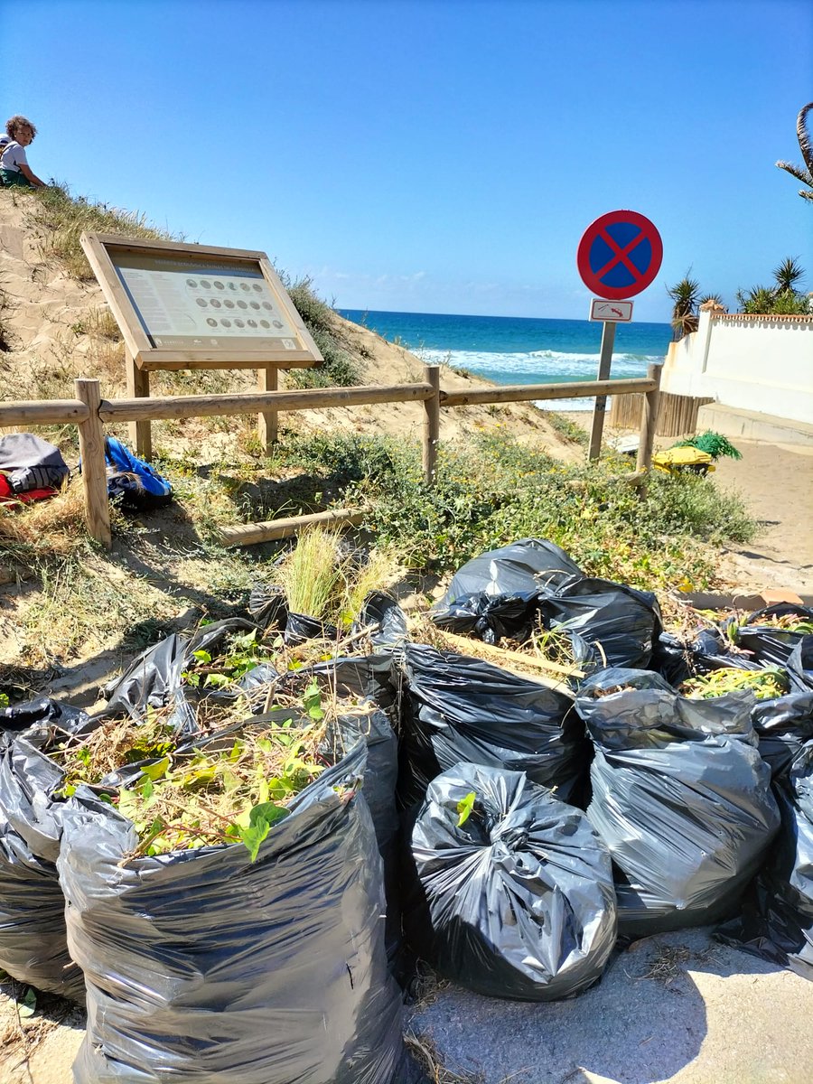colegioalboran's tweet photo. Retomamos nuestro proyecto de conservación del ecosistema dunar en El Barronal con la Asociación #ProDunas #Marbella para concienciar sobre la importancia de cuidar el medio ambiente y educar en la conservación de nuestro patrimonio natural. https://t.co/IWlYhlzdEe https://t.co/f0cAbMQU2d
