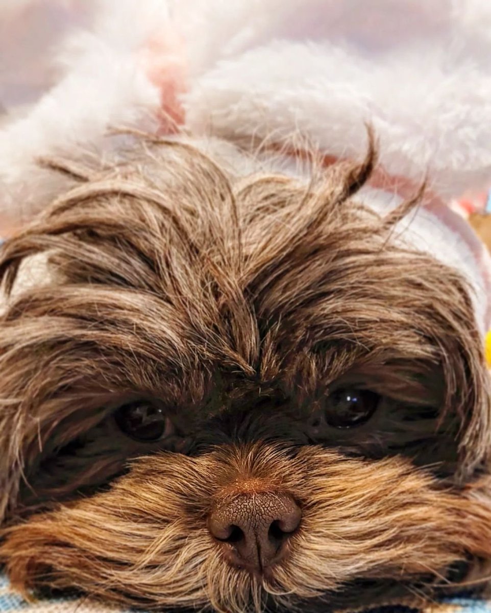CocochanelPup's tweet photo. Sleepy time! https://t.co/qoFn3Hv2uA