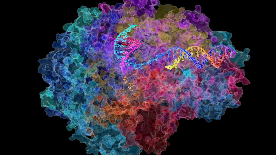 bjeaglefeather's tweet photo. This Longevity Study Across 5 Species Found a New Pathway to Reverse Aging https://t.co/ya97R2I24L | Singularity Hub @singularityhub #Longevity #Study #ReversingAging #SingularityHub https://t.co/o1gjsZ80Oi