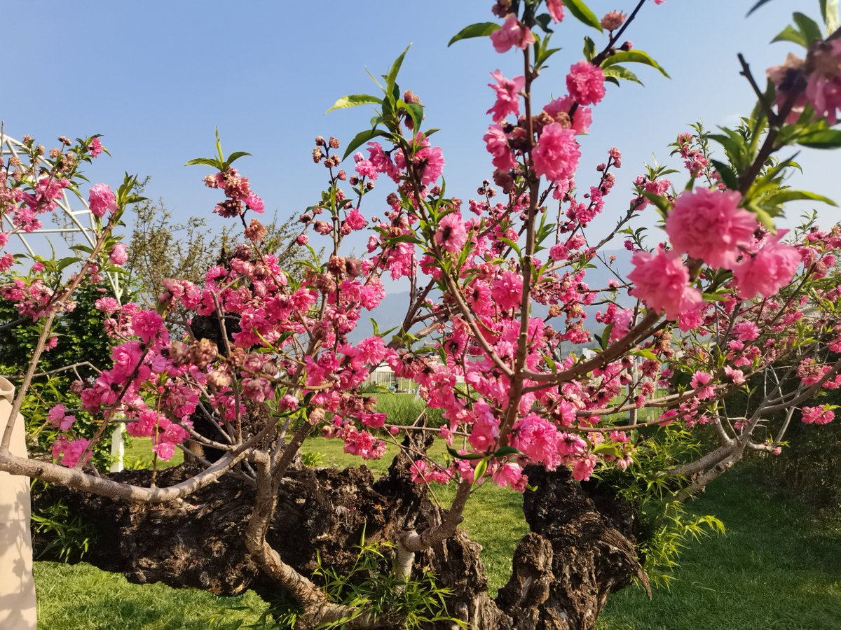 LijiangAmazing's tweet photo. Spring is the season of flower #bloosoms, which were recently seen in the Wetland Park of the #Lashihai Lake in #Lijiang. The Lake was hailed as the paradise of the migratory #birds and now they have gone back to their hometown for breeding. https://t.co/G1VlybeUrP