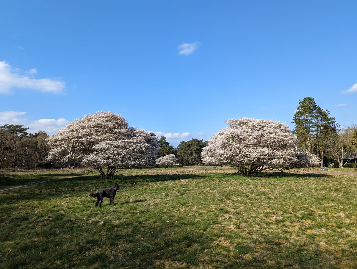 Óók prachtige bloeiende krentenbomen in Schipborg.
Ieder jaar weer een plaatje!