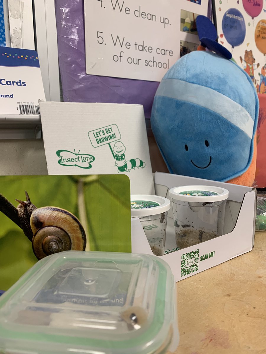 nfranco1214's tweet photo. Javi is keeping an eye on our caterpillars and one of our classroom friend’s snail! We will soon have butterflies! @LomaParkES https://t.co/K6mgeMxpp7