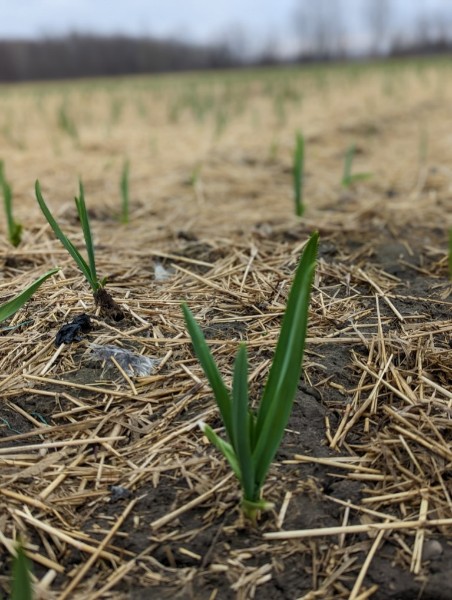 Foster Family Farm tweet media