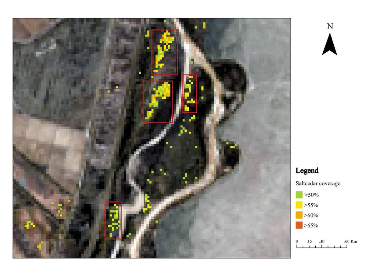 IJRemoteSensing's tweet photo. 🔔 New article:
Li et. al. (@Ubuffalo) present the first attempt to #classify invasive 🌳 #saltcedar intra-annually using #Landsat8 and #Landsat9 🛰️ imagery and #MachineLearning (#SVM and #RandomForest) algorithms.
🔗 https://t.co/DoOa4P7aGE
#IJRS #RemoteSensing #riparian https://t.co/1a8j5wB8Yw