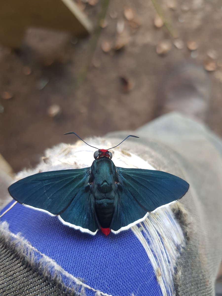 Kilomoste's tweet photo. @ElfaDosInsetos Conhece essa mariposa? RO/Fronteira com a Bolívia/Amazônia https://t.co/Wgjh5xuXJs
