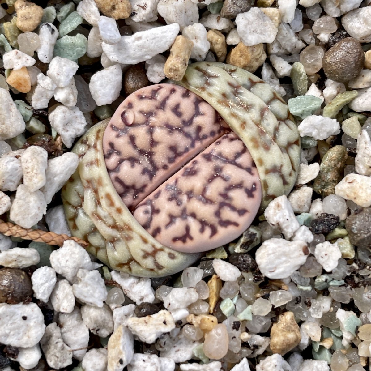 cactusspot's tweet photo. Lithops bromfieldii v mannellii C44

@cactusspot https://t.co/XxIedbJRbk 
#cactusspot_cactus #lithops #southafrica #succulentplants https://t.co/k1pGe69gYy