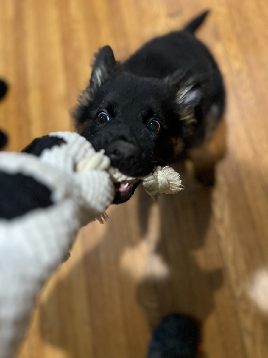 dowarchmis's tweet photo. my puppy dog Max, wrkn on big teeth! You've been warned.😀 https://t.co/5hPcju3RLg