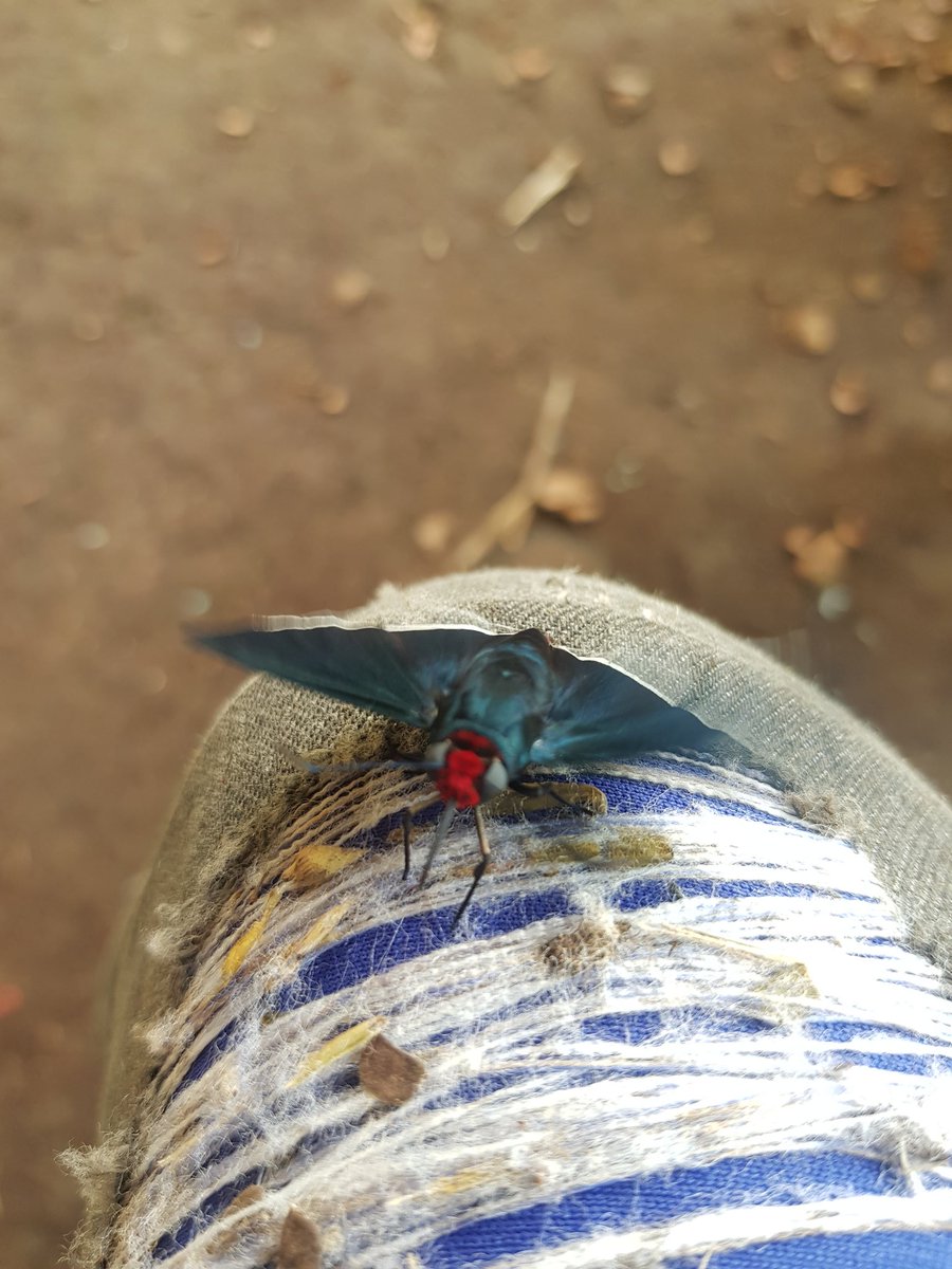 Kilomoste's tweet photo. @ElfaDosInsetos Conhece essa mariposa? RO/Fronteira com a Bolívia/Amazônia https://t.co/Wgjh5xuXJs
