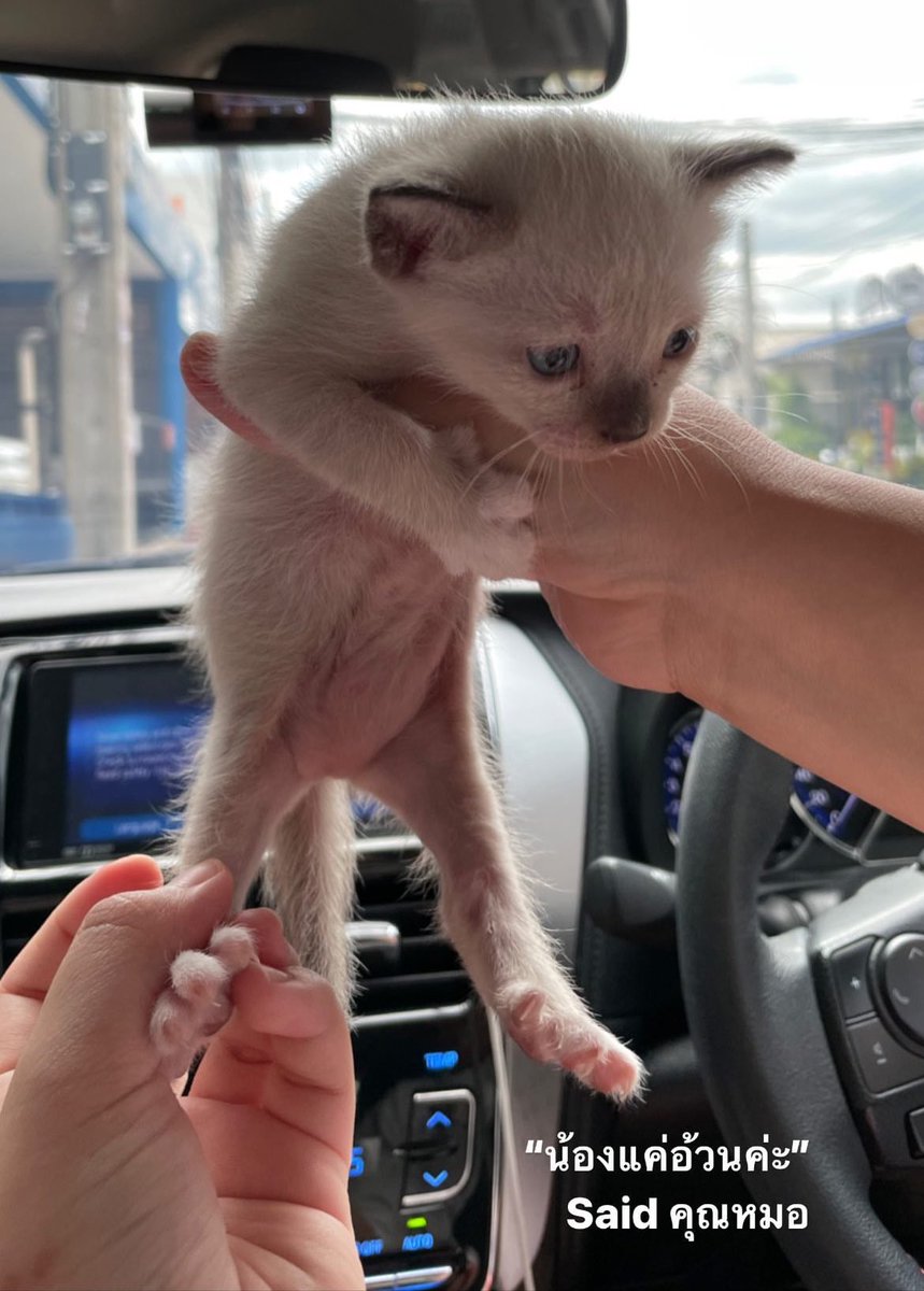 ตำนานพาแมวไปหาหมอให้เสียเงินเล่น #แมวหมูดุด