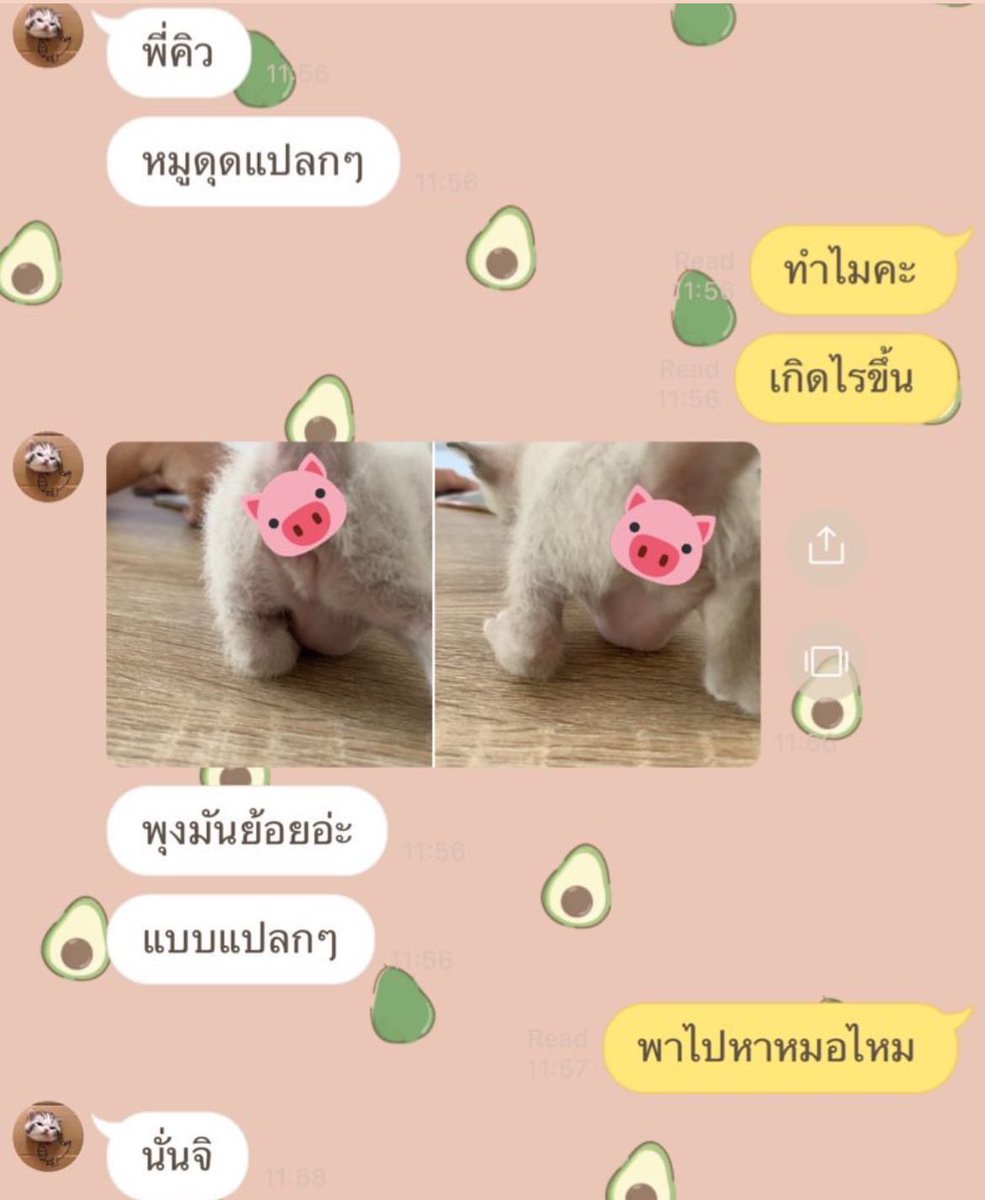 yuri_haru9's tweet photo. ตำนานพาแมวไปหาหมอให้เสียเงินเล่น #แมวหมูดุด https://t.co/BFUkq9cSYX