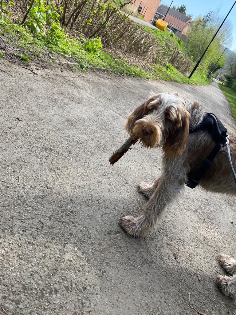 easymarketingne's tweet photo. Paddy rocking his inner Winston Churchill on his latest stick collection. 😂
#ItalianSpinone #Spinone #PaddyTheBaddy https://t.co/tLZ4ohGM7C