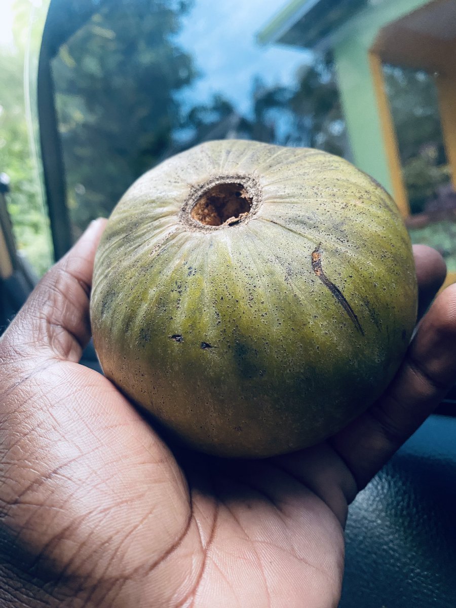 St. Ann 360 🇯🇲 tweet media