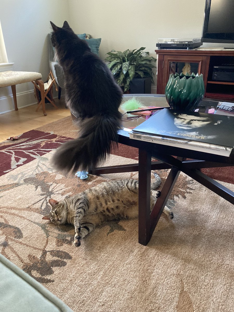 Good morning everyone! Lily & Whitney decided to play top of the table, fun times! 😻😽😸🐈🐈‍⬛❤️ #CatsOnTwitter #TuesdayFeeling @TheHardyBoyCats @DailyDex @SummerBreezeUS @owenclark3 @birgitlissowsky @SkittlesFriends @buddy_gizmo @GeneralCattis @PickleAndNancy @HazelandRemy