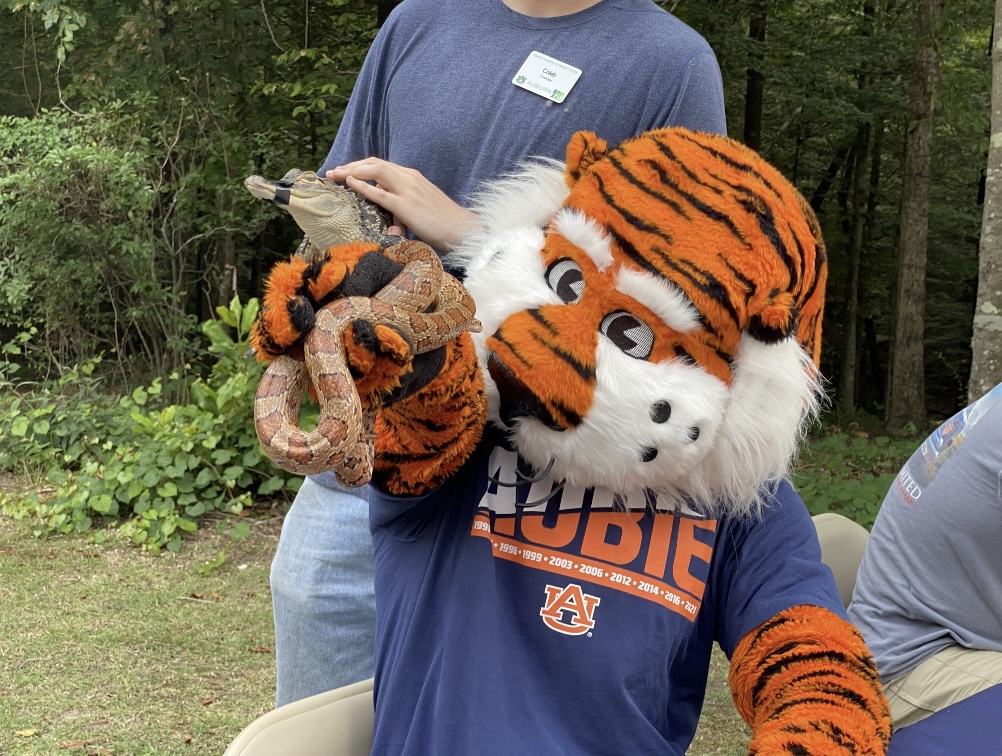 aucfwe's tweet photo. Happy #EarthDayWeek! Love our very own tiger? CFWE offers programs like Wildlife Ecology &amp; Management and Wildlife Science Pre-Vet that prepare students to research and safeguard endangered species like tigers. Read more about our programs below! 
 https://t.co/pBXnEqCRk9 https://t.co/vRtX6kylHm