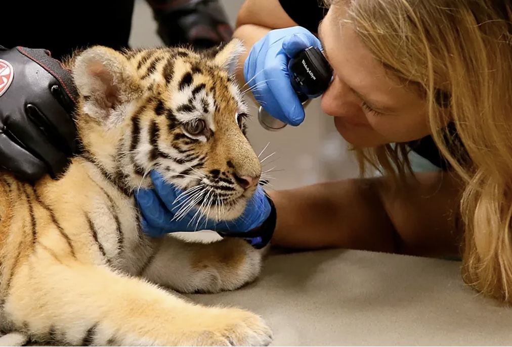 aucfwe's tweet photo. Happy #EarthDayWeek! Love our very own tiger? CFWE offers programs like Wildlife Ecology &amp; Management and Wildlife Science Pre-Vet that prepare students to research and safeguard endangered species like tigers. Read more about our programs below! 
 https://t.co/pBXnEqCRk9 https://t.co/vRtX6kylHm