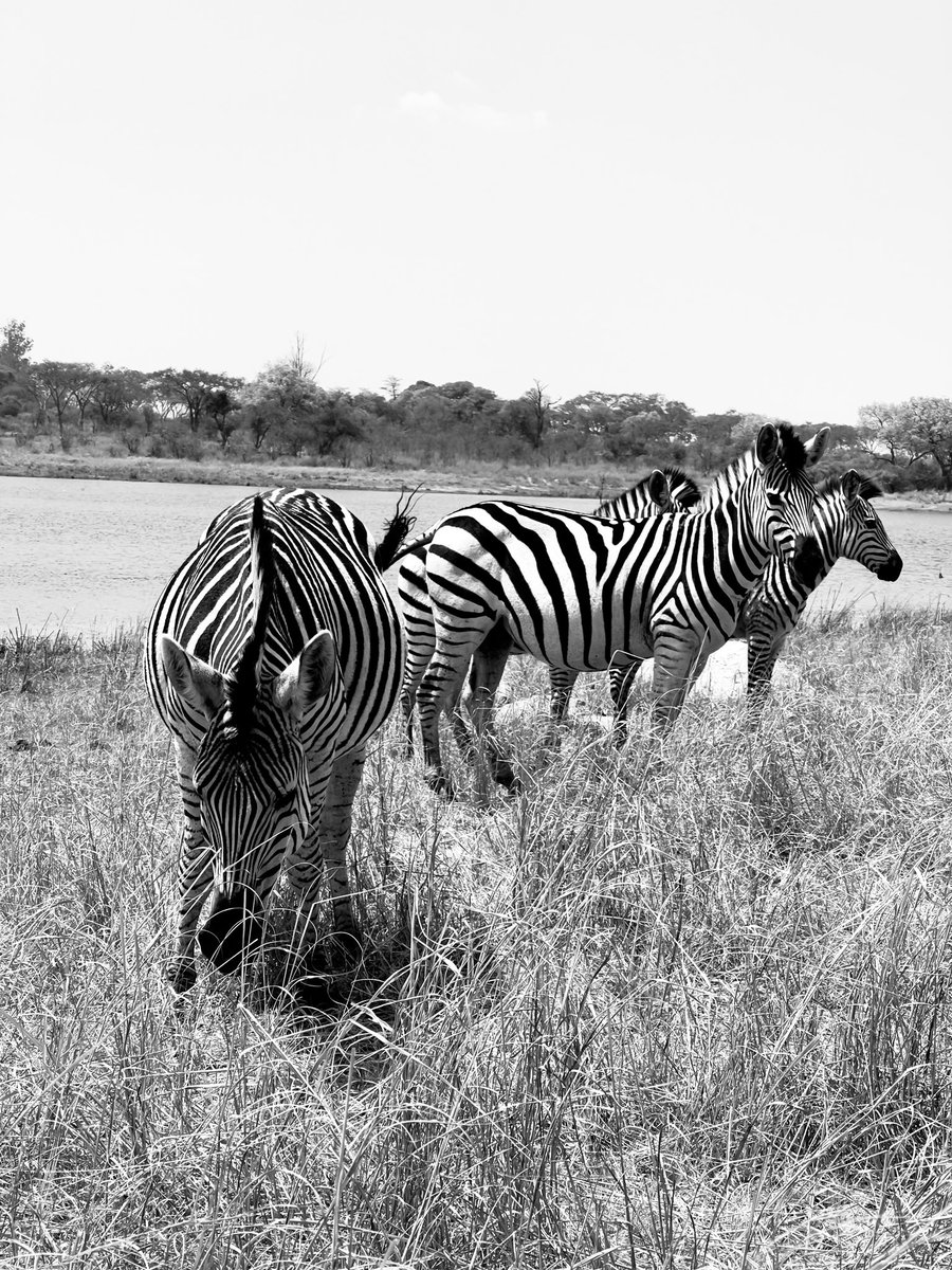 GregTheMarketer's tweet photo. Did you know!! Zebras are black with white stripes.📍@Imire_Zimbabwe #shotoniphone #wirldlifephotography #zebra #imire #VisitZimbabwe #ZimBho https://t.co/Byn95fYzkB