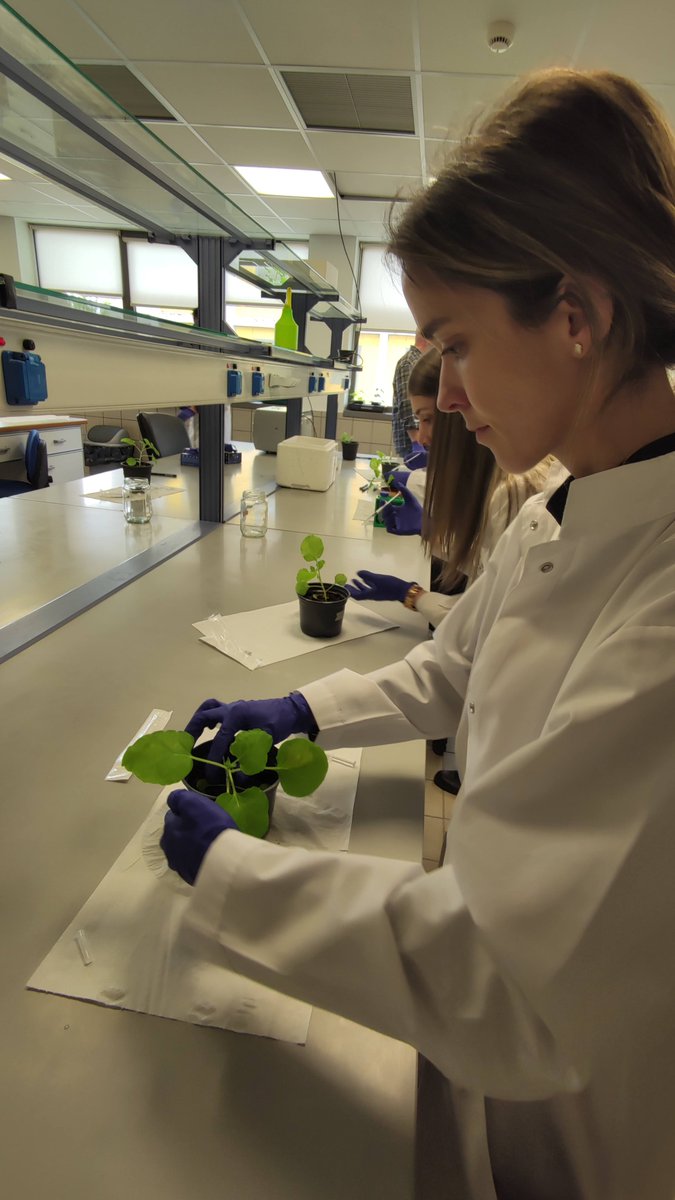 INTOMED_PRIMA (@primaintomed) on Twitter photo First day of our training school on "Small RNA-mediated plant protection" organized by our Greek partner <a href="/plant_env/">PlantEnvBio</a>. Great overall background on RNAi mechanisms, tried out plant injections and had inspiring discussions on developing novel tools! <a href="/biobio_uth/">BioBio_UTH</a> First day of our training school on "Small RNA-mediated plant protection" organized by our Greek partner <a href="/plant_env/">PlantEnvBio</a>. Great overall background on RNAi mechanisms, tried out plant injections and had inspiring discussions on developing novel tools! <a href="/biobio_uth/">BioBio_UTH</a>