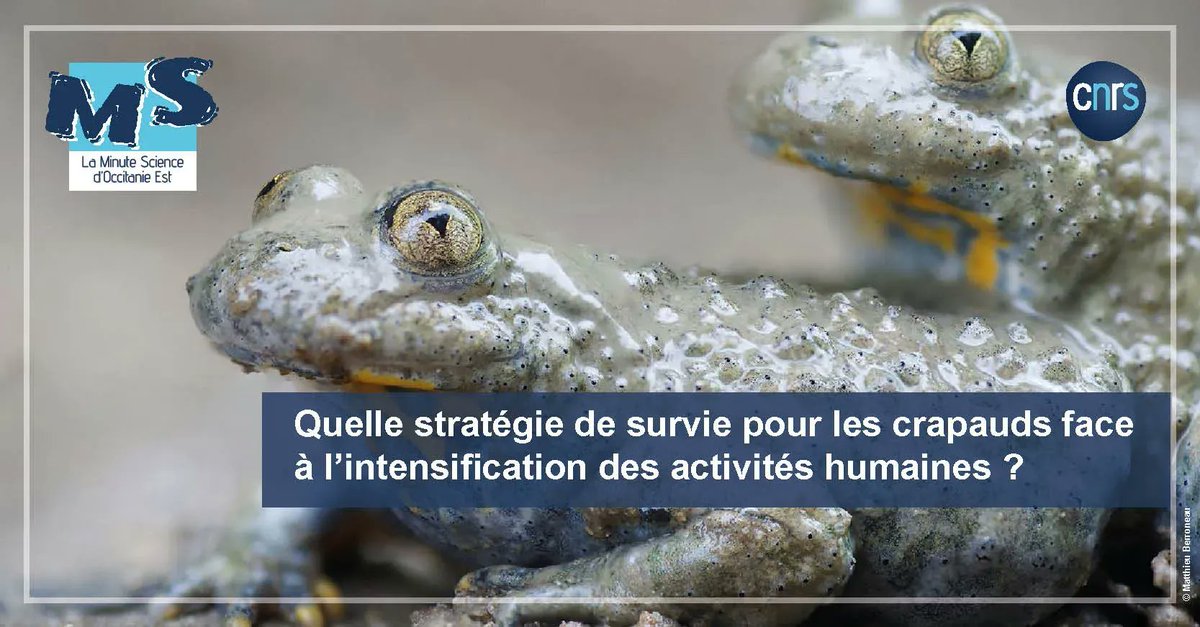 CNRS_OccitaniE's tweet image. 🐸  #MinuteScience | Les crapauds sont-ils pionniers en matière d’adaptation face à l’intensification des activités humaines ? 

➡️  buff.ly/3zedH5k 
 
@cefemontpellier @CNRS @umontpellier @EPHE_PSL @ird_fr