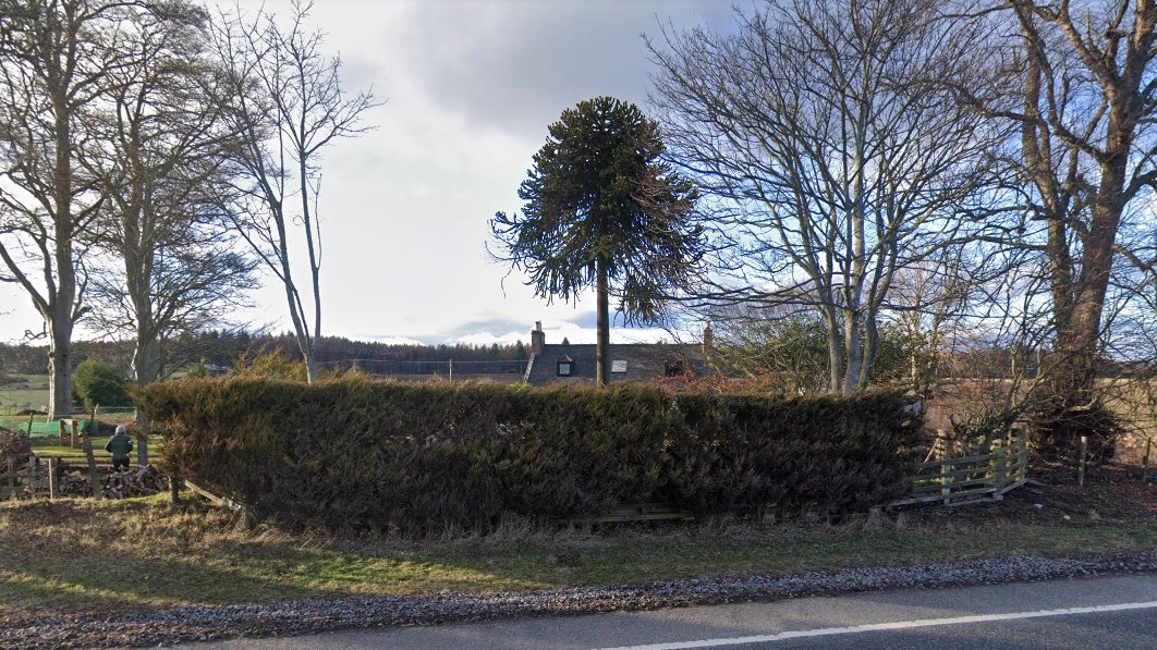 Stratherrick365's tweet photo. With no hinderance from deciduous foliage in March 2023 #Monkeypuzzle #monkeypuzzletree to the North and East of Ken's Garage and the #Shandwick Inn on the #A9 beyond #Invergordon #Alness on the way to #Tain @CromartyFirth #Bannerman https://t.co/dOnmTUCpCn