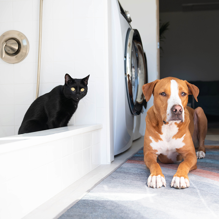 Shapehouse1's tweet photo. According to a report by Zoopla, adding a boot room to your home can increase its value by up to 5%.

#ShapeHouseUK #garageconversions #conversions #renovations #builder #building #design #interiordesign #bathrooms #kitchens #extensions #loftconversions #bootrooms #utilityrooms https://t.co/U0TQl8xIOB