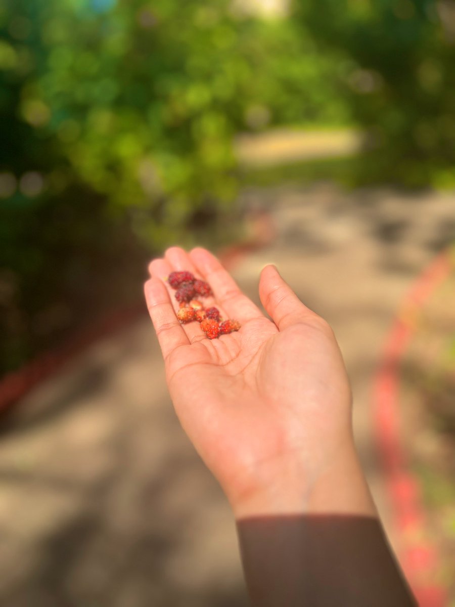 ColorsAndDrama's tweet image. A new routine in my after-lunch stroll - picking out mulberries from the bushes at my property. #PerksOfTheJob #GreenHaven ✨