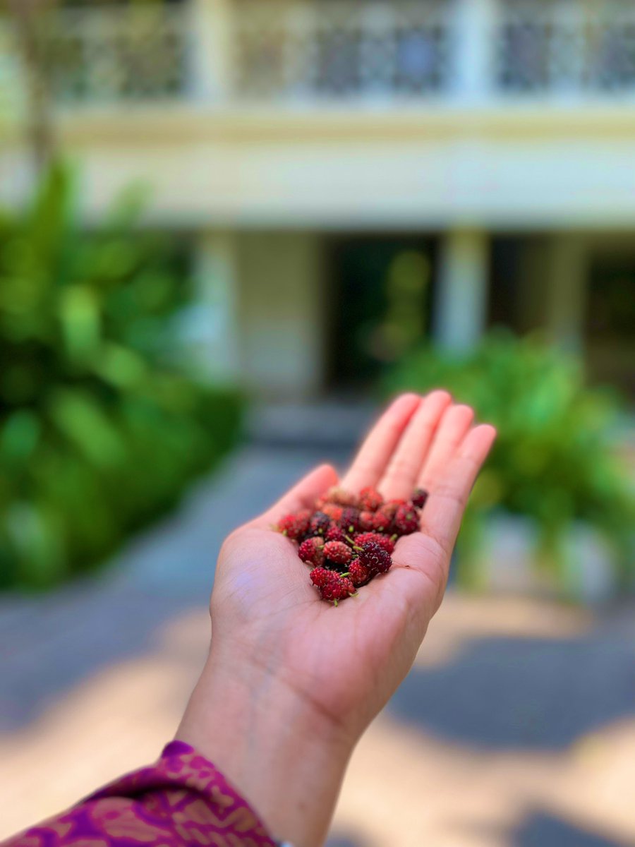 ColorsAndDrama's tweet image. A new routine in my after-lunch stroll - picking out mulberries from the bushes at my property. #PerksOfTheJob #GreenHaven ✨