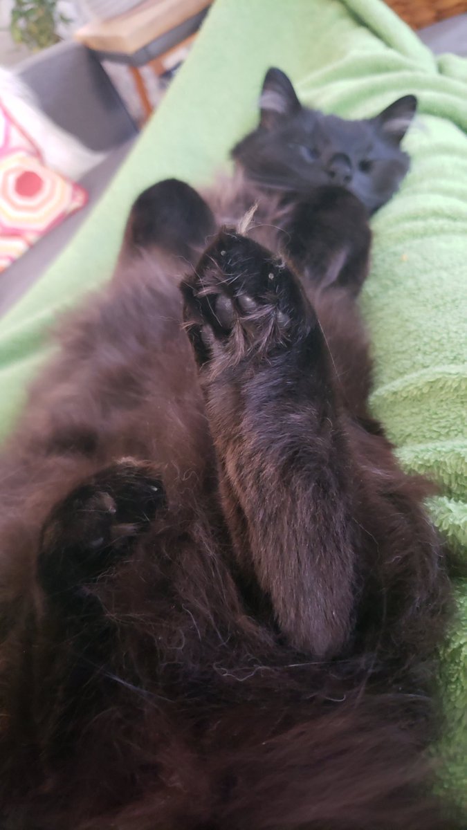 el_kr_ad's tweet photo. @KFFCats #toebeans #toebeantuesday https://t.co/9N2EsHCDzc