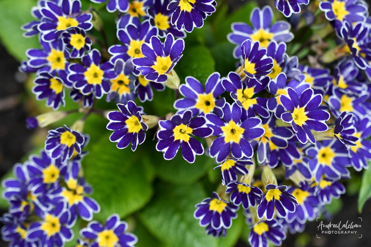 Last Friday, there was a garden tour of St James Park. Here are some photos; you can find more on the link below. 

Lots of beautiful flowers, as usual, in the park, thanks to the gardeners and the tour guides.

blog.andrewlalchan.co.uk/tour-around-th…

#stjamespark #london #royalparks #flowers