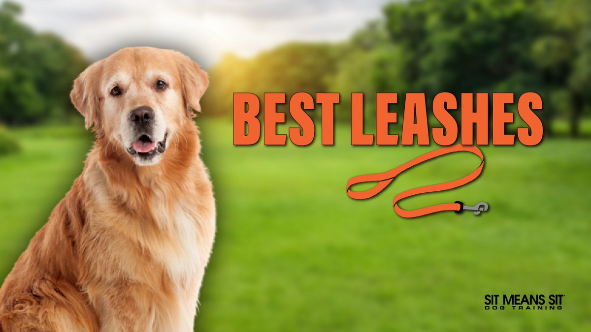 smsswlv's tweet photo. Best Dog Leashes of 2023 | https://t.co/ktilCaJEG7 https://t.co/kWWd4uuBXn