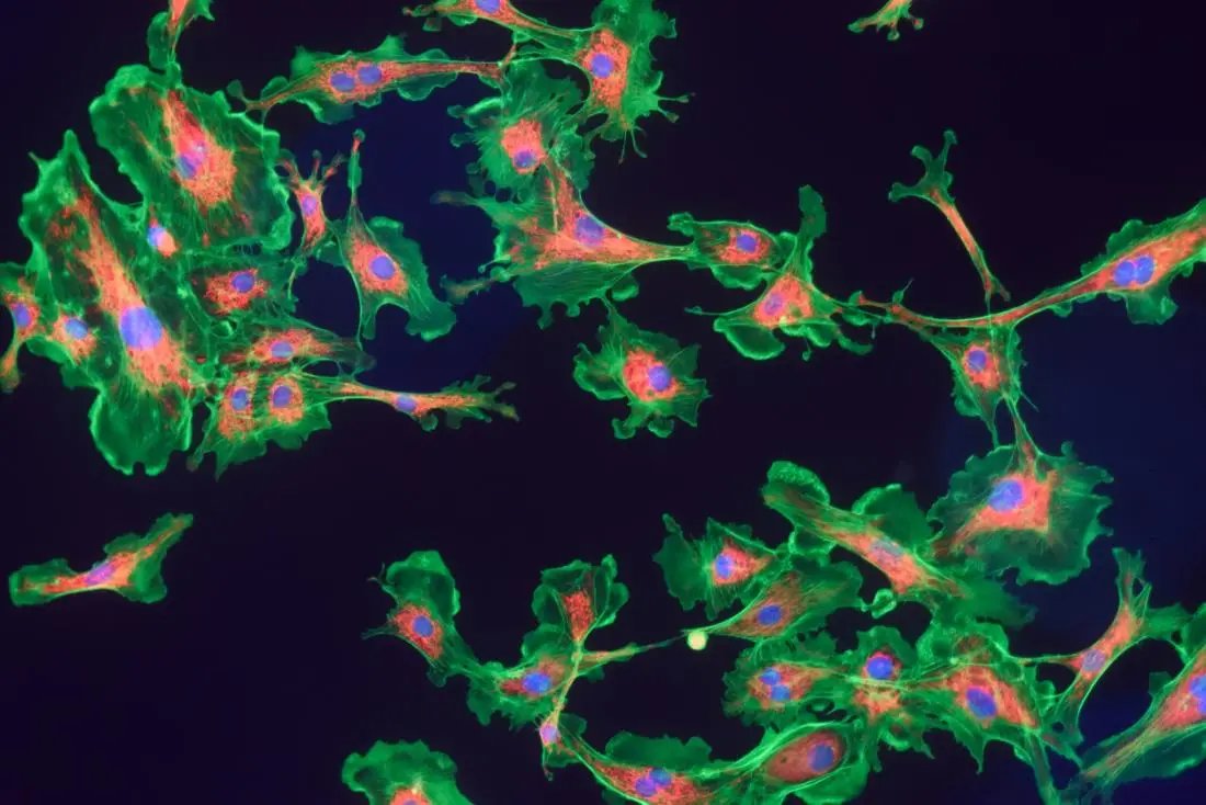 ATeNCenter's tweet photo. Training sulla #microscopia a #fluorescenza #confocale. Doppio appuntamento – mercoledì 19 e venerdì 21 aprile – con la formazione organizzata dal laboratorio di Bioimaging e Dosimetria di #ATeNCenter – Advanced Technologies Network Center.
https://t.co/FJLeerVpWo https://t.co/cZBzSSLnvG