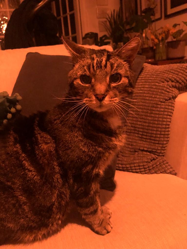 Gentle George loves to chill out next to you on the sofa and watch tv. He loves a head scratch and will tap you with his paw to ask for more! He may give you a nibble but it’s only to ask for more attention! He needs to be the only pet in the house #tabbytuesday #catsoftwitter