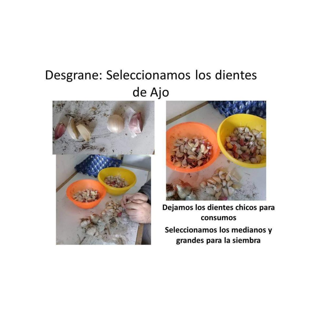 1002iiu's tweet photo. Se comparte de  la BIO en instagram @inta_norte_neuquino

#ajo  "es tiempo de plantación" 👩‍🌾👨‍🌾

✅ Compartimos consejos y recomendaciones para la plantación de ajo.

Fuente: @inta AER Zapala 
#inta #Argentina https://t.co/STmy7OO3V3