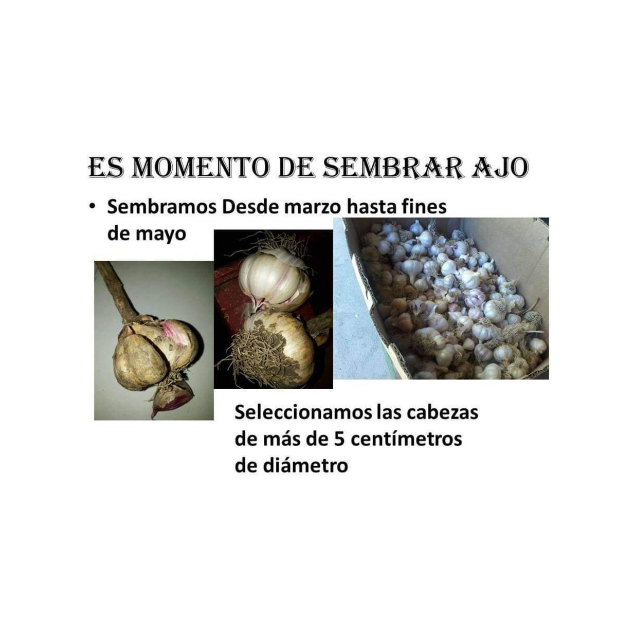 1002iiu's tweet photo. Se comparte de  la BIO en instagram @inta_norte_neuquino

#ajo  "es tiempo de plantación" 👩‍🌾👨‍🌾

✅ Compartimos consejos y recomendaciones para la plantación de ajo.

Fuente: @inta AER Zapala 
#inta #Argentina https://t.co/STmy7OO3V3