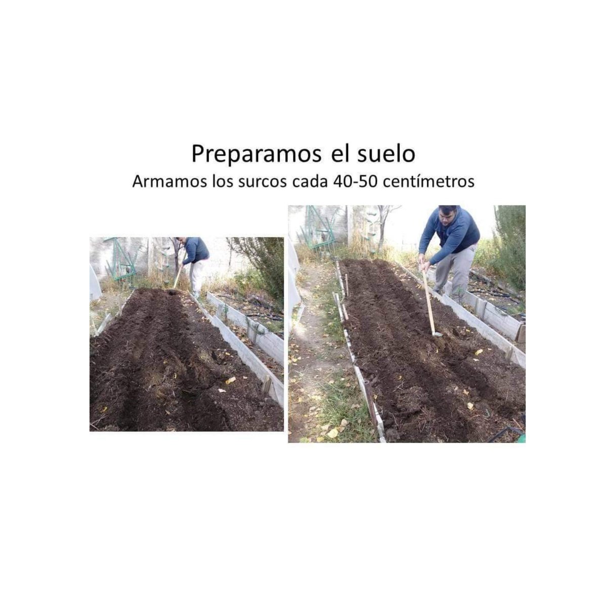 1002iiu's tweet photo. Se comparte de  la BIO en instagram @inta_norte_neuquino

#ajo  "es tiempo de plantación" 👩‍🌾👨‍🌾

✅ Compartimos consejos y recomendaciones para la plantación de ajo.

Fuente: @inta AER Zapala 
#inta #Argentina https://t.co/STmy7OO3V3