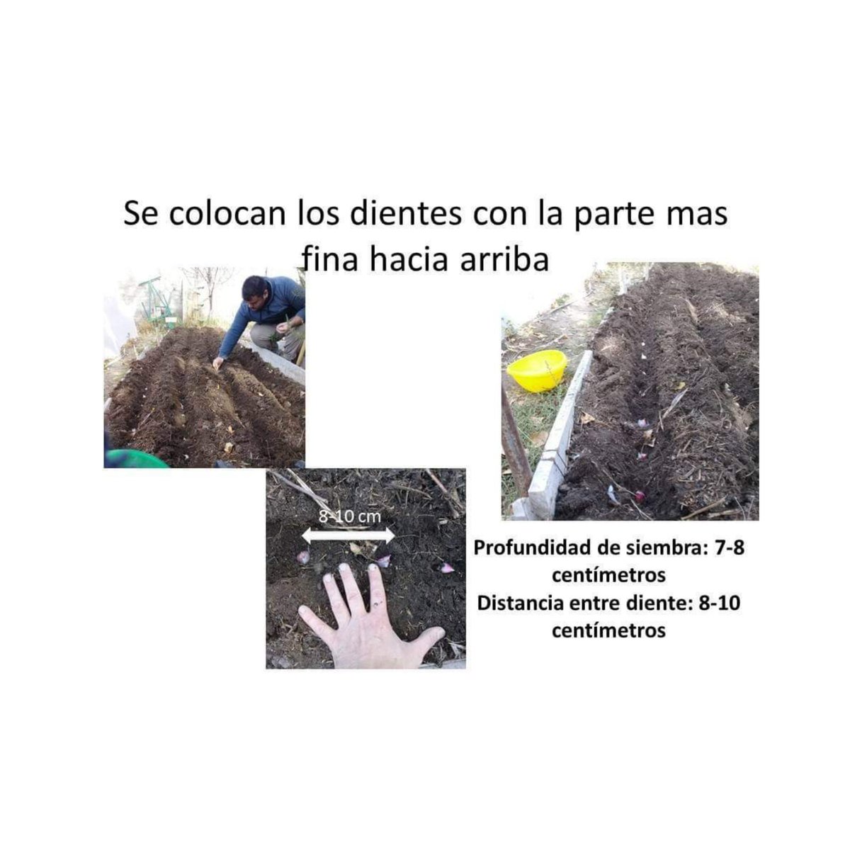 1002iiu's tweet photo. Se comparte de  la BIO en instagram @inta_norte_neuquino

#ajo  "es tiempo de plantación" 👩‍🌾👨‍🌾

✅ Compartimos consejos y recomendaciones para la plantación de ajo.

Fuente: @inta AER Zapala 
#inta #Argentina https://t.co/STmy7OO3V3