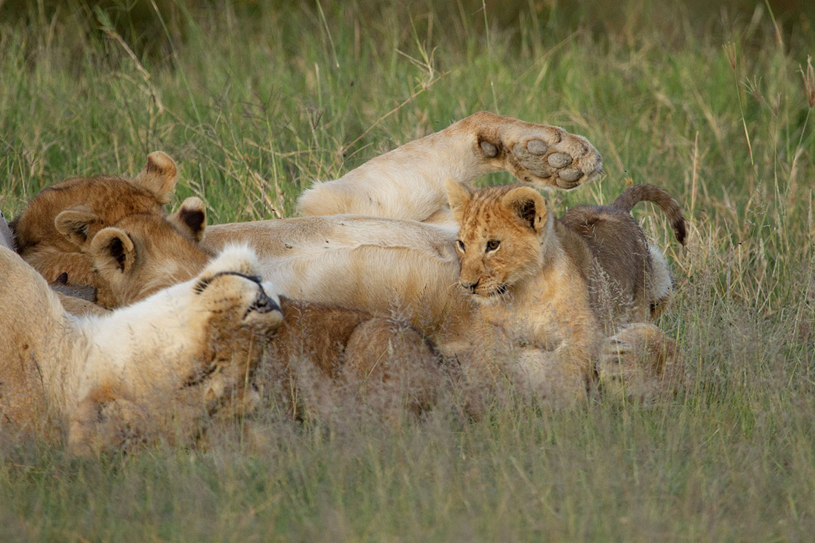 TravelUbuntu's tweet photo. Understanding the Great Migration | April - May | With splinters herds moving north into the central Serengeti. Look out for resting prides with restless little ones waiting for they herds return. @MesshamPhoto #UbuntuTravel #GreatMigration #LuxuryTravel #LuxurySafari https://t.co/SHTR5riGiP
