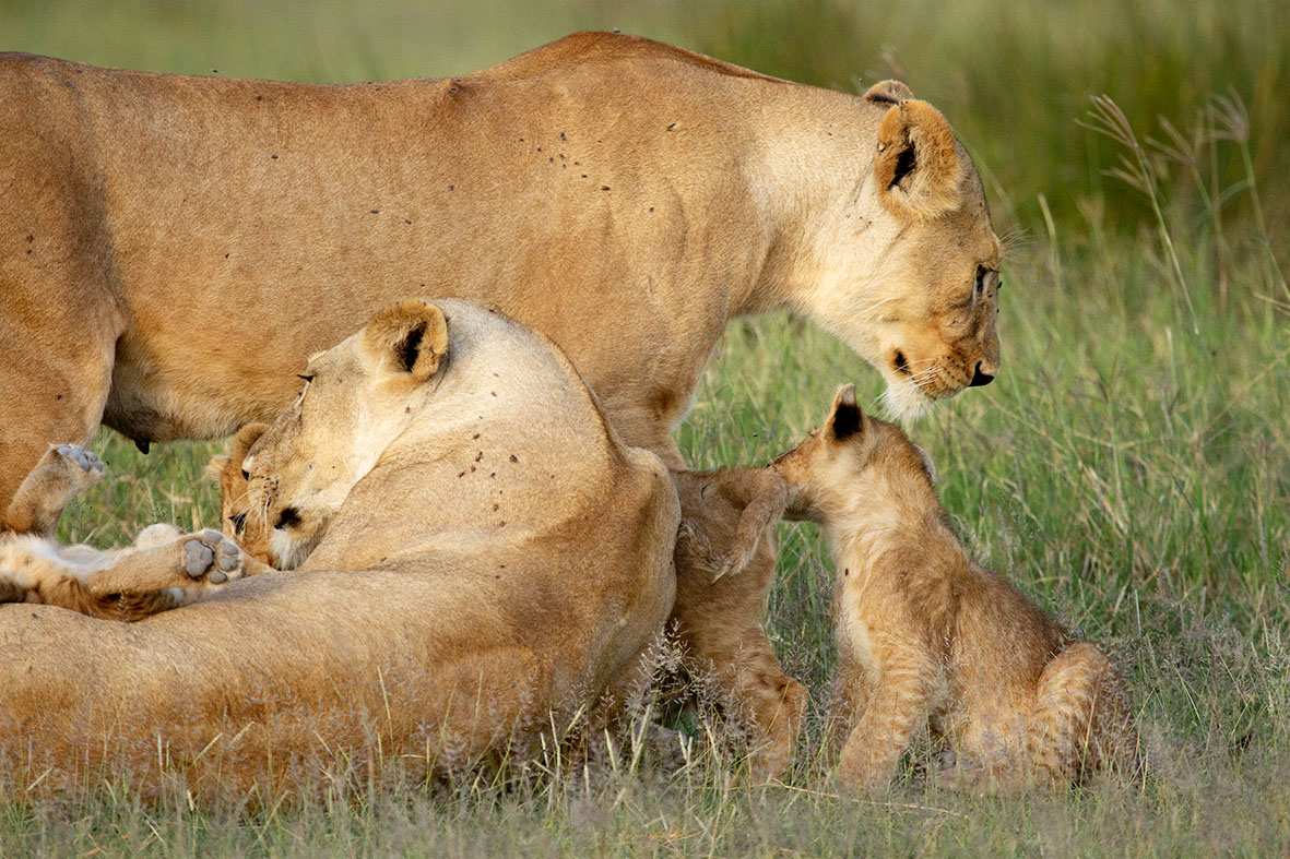TravelUbuntu's tweet photo. Understanding the Great Migration | April - May | With splinters herds moving north into the central Serengeti. Look out for resting prides with restless little ones waiting for they herds return. @MesshamPhoto #UbuntuTravel #GreatMigration #LuxuryTravel #LuxurySafari https://t.co/SHTR5riGiP