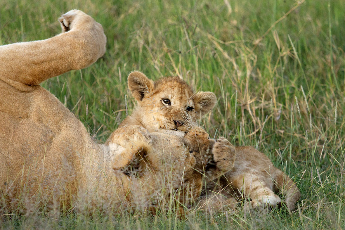 TravelUbuntu's tweet photo. Understanding the Great Migration | April - May | With splinters herds moving north into the central Serengeti. Look out for resting prides with restless little ones waiting for they herds return. @MesshamPhoto #UbuntuTravel #GreatMigration #LuxuryTravel #LuxurySafari https://t.co/SHTR5riGiP