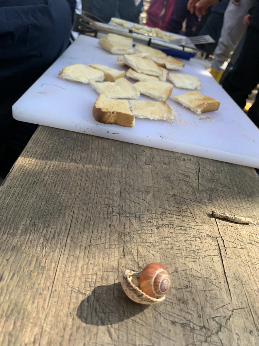 DanesfieldFS's tweet photo. Who wants to try cheese on toast? YR were big fans 🧀 🍞 watched over by their new friend Freddie 🐌 💕🌳 #halloumi #bughunts @DanesfieldSchl @DanesfieldR https://t.co/zy8fnAHG6I