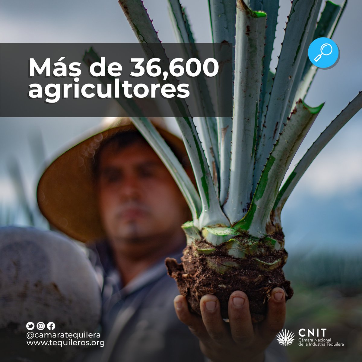 camaratequilera's tweet photo. Más de 36,603 agricultores de agave en la DOT.
Datos Estadísticos CNIT – CRT.
#CNIT #Tequila #México #Jalisco https://t.co/HkBQTYzdnw