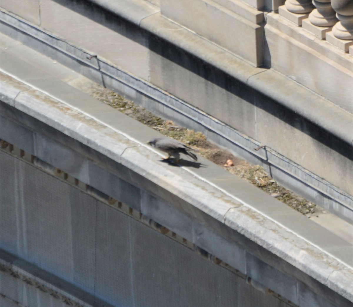 NationalMallNPS's tweet photo. The views at the Old Post Office Tower are always great, but if you visit now and look down on the west side at the ledge of the federal building across the street, you can see a peregrine falcon nest with 3 eggs in it. So cool!
#birds #nature #WashingtonDC https://t.co/W9CPvOr1PY