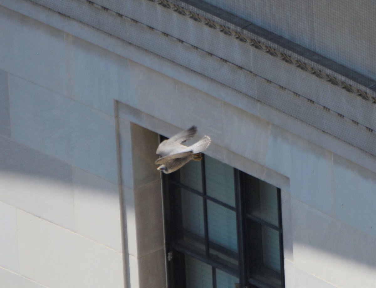 NationalMallNPS's tweet photo. The views at the Old Post Office Tower are always great, but if you visit now and look down on the west side at the ledge of the federal building across the street, you can see a peregrine falcon nest with 3 eggs in it. So cool!
#birds #nature #WashingtonDC https://t.co/W9CPvOr1PY