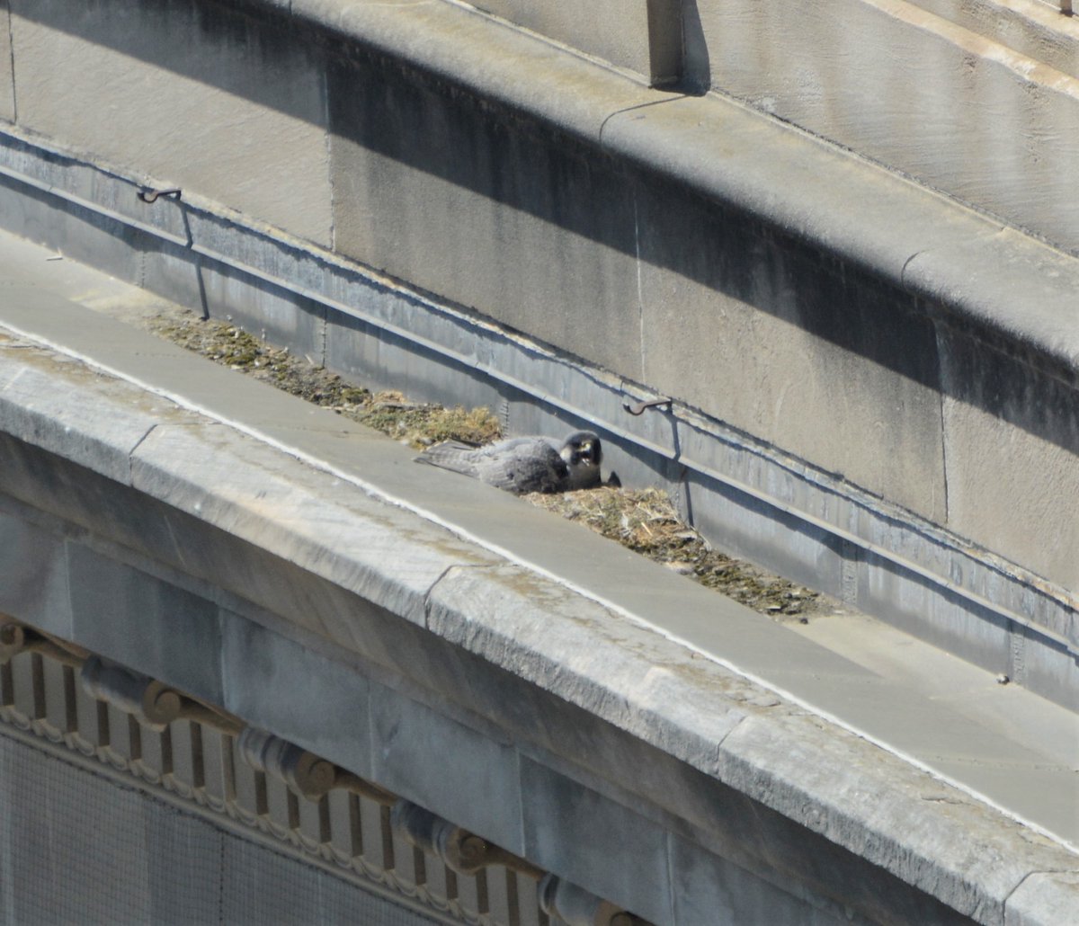 NationalMallNPS's tweet photo. The views at the Old Post Office Tower are always great, but if you visit now and look down on the west side at the ledge of the federal building across the street, you can see a peregrine falcon nest with 3 eggs in it. So cool!
#birds #nature #WashingtonDC https://t.co/W9CPvOr1PY