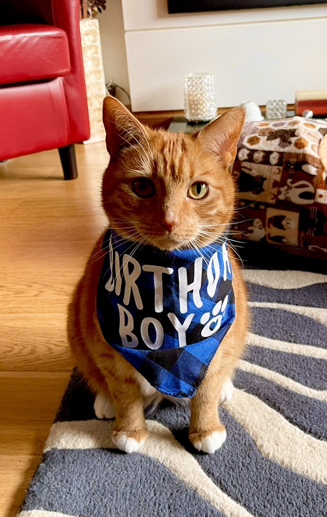 Please wish my gorgeous boy Harry a Happy Birthday, he’s just the sweetest wee rescue cat 🐈 ❤️#adoptdontshop #cats #CatsOfTwitter #Gingercats #PrinceHarry