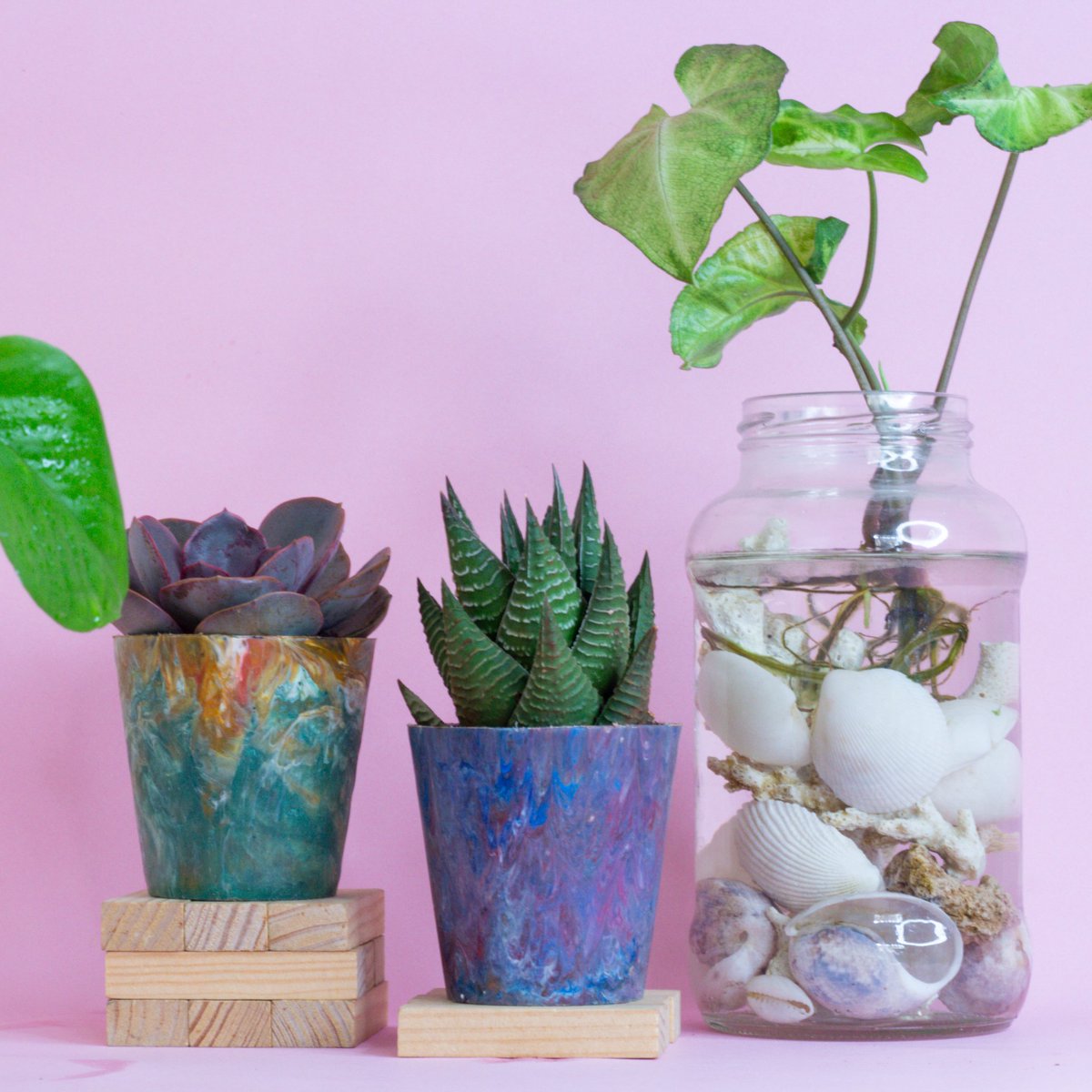 mimeaplants's tweet photo. Introducing our latest limited edition product! (3 FOR ONLY 1200/-) This is a one-of-a-kind OFFER that you won't want to miss out on. 
This is perfect for those who want to stand out from the crowd and make a bold statement. 
1/3 https://t.co/Zr6OZbK9wP