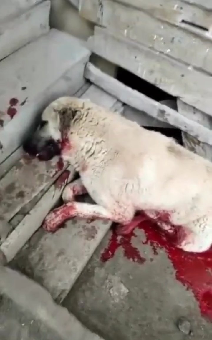 AvGulcinYapici's tweet photo. Amasya ta��ova Çaydimi köyünde  köpeği orakla KESEREK ÖLDÜREN Vicdansızın ifadesi alınarak SERBEST bırakıldı. 

Bunu kabul etmiyoruz 
@AmasyaValiligi @EmniyetAmasya 
#oraklıkatiltutuklansin https://t.co/JCnEFawZD7