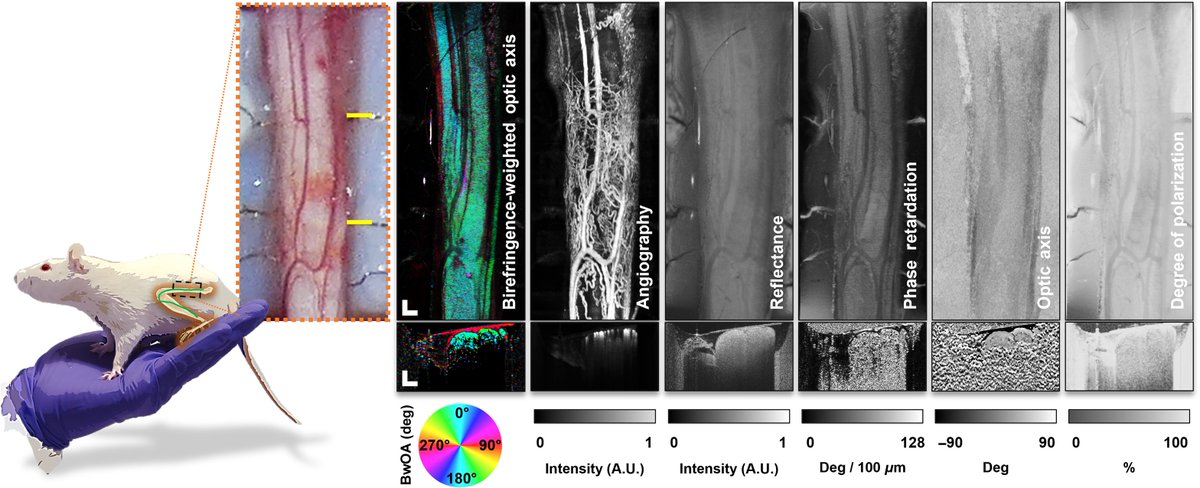 OCTresearch's tweet photo. In this new publication, P41 collaborators at FDA explore #PolarizationSensitive OCT #biomarkers to quantify electrostimulation-induced peripheral nerve injury in living small animal models. Available in #SPIE at https://t.co/qptubkfbpB https://t.co/clffWy2wyJ