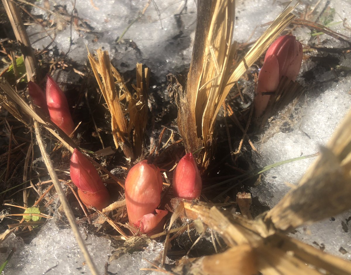 Pioninkukkia tiedossa! ’Nova’ ei oikein malta odottaa lumen sulamista, vaan puskee jo pulleita piippoja esille. 

Nyt on vaihteeksi ollut pionien kannalta hyvä talvi ja kevät. Toivon, ettei menetyksiä ole ainakaan parin viime vuoden tapaan. 
#peony #kevät