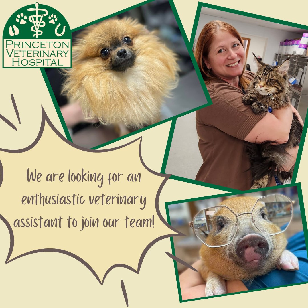 PrincetonVet's tweet photo. Have you heard? We're hiring! Princeton Veterinary Hospital is looking for veterinary assistants to help our veterinarians in the exam rooms and assist with patient care. Call our office at 812-385-2733 or send a resume to jessica@princetonvet.net #PrincetonVet #GoGibson #Hiring https://t.co/uuSnXV2yTz