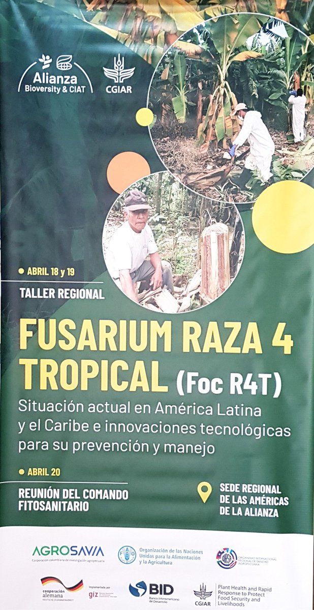 WJCuellar's tweet photo. Enfermedades emergentes como #Fusarium R4T requieren una estrategia regional. Esta semana en @BiovIntCIAT_esp se reunen representantes de 🇨🇴🇵🇪🇨🇺🇪🇨🇻🇪🇲🇽🇳🇮🇧🇷 y 🇧🇴 para actualizar sobre la situación de la enfermedad en las Américas
#FocTR4 #PlantHealth
@DitaMiguel @JorgeElicerVarg https://t.co/VZ3gHa5XT0